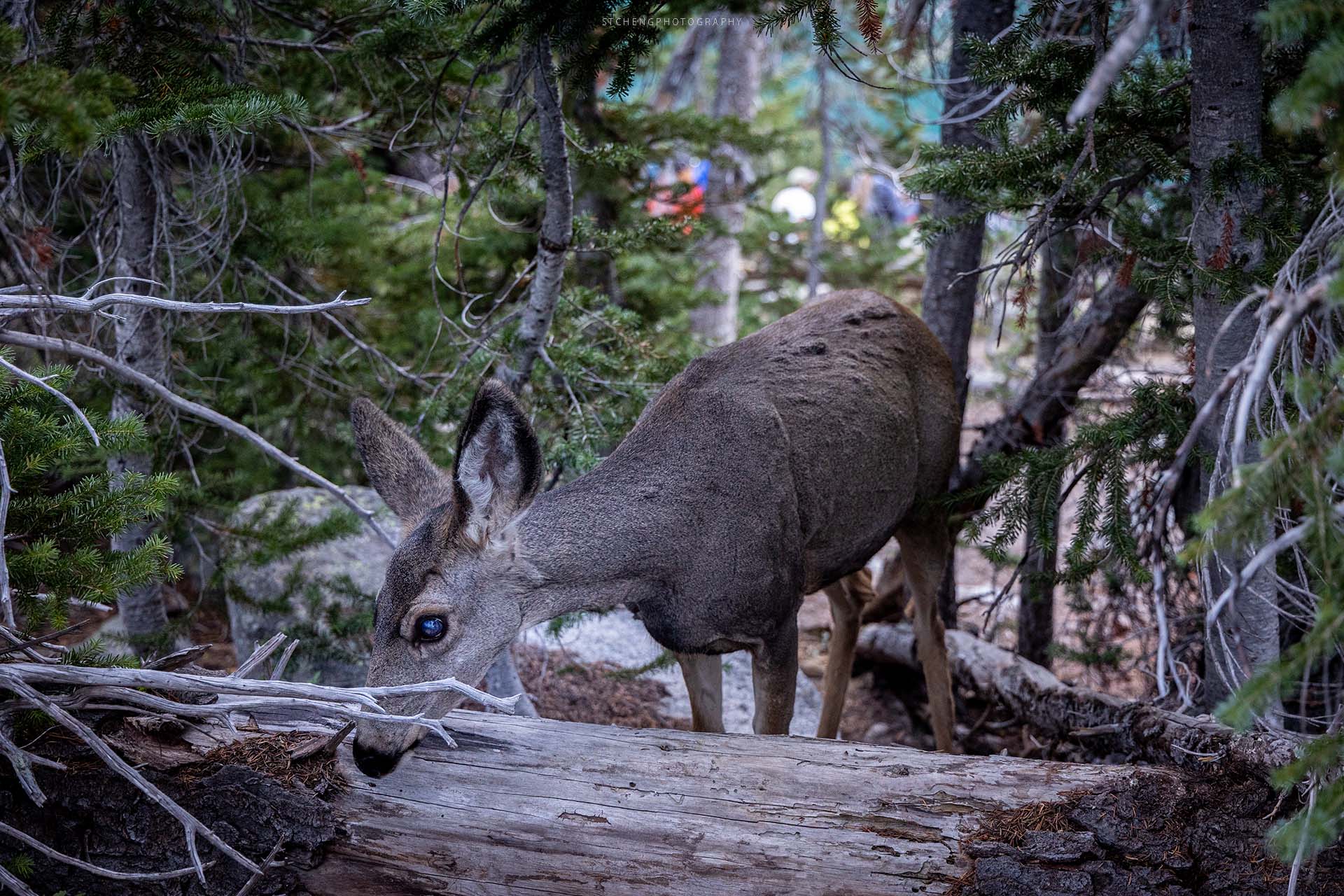 Mule Deer