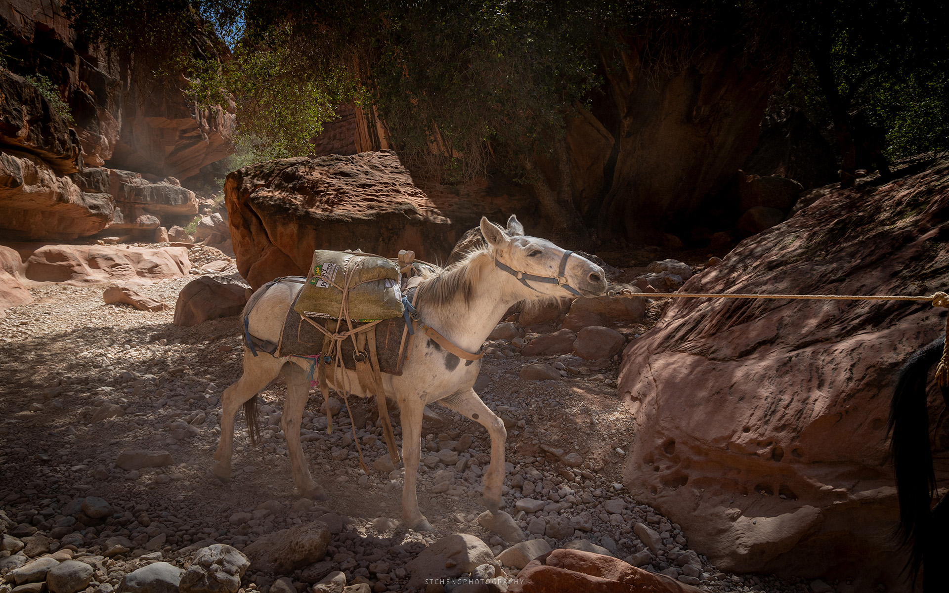 A Happy Horse